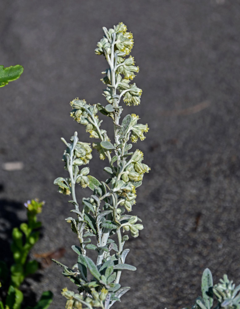 Image of Artemisia stelleriana specimen.