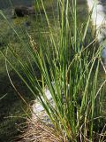 Carex diandra