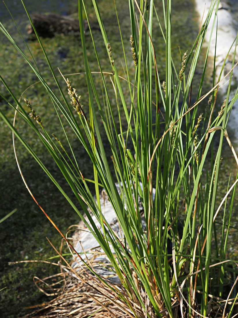 Изображение особи Carex diandra.