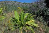 Inula macrophylla