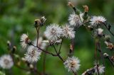 Picris japonica. Соплодия. Сахалин, Корсаковский гор. округ, окр. с. Новиково, приморский луг. 15.08.2022.