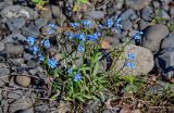 Myosotis asiatica