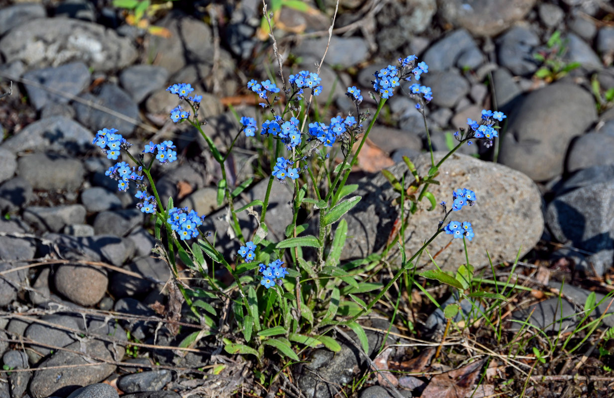 Изображение особи Myosotis asiatica.