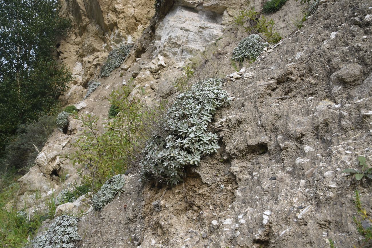 Image of Salvia canescens var. daghestanica specimen.