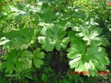 View full-size image Podophyllum peltatum