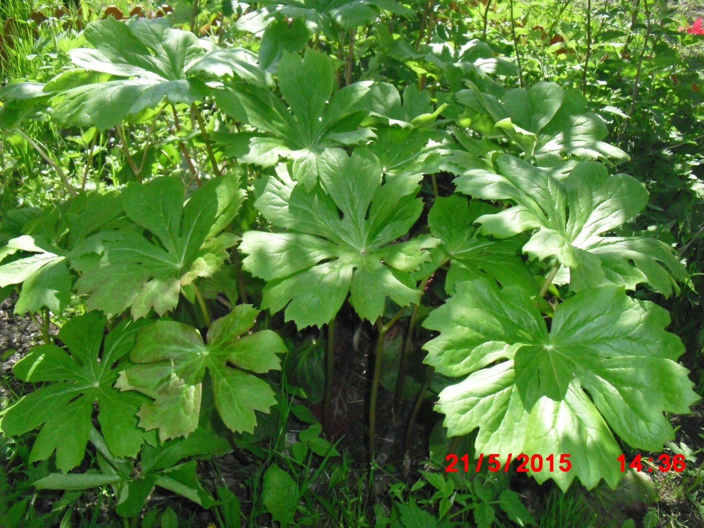 Image of Podophyllum peltatum specimen.