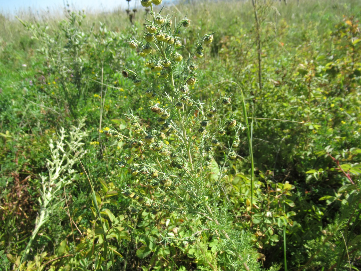 Изображение особи Artemisia rupestris.