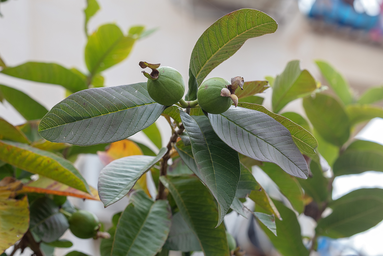 Image of Psidium guajava specimen.