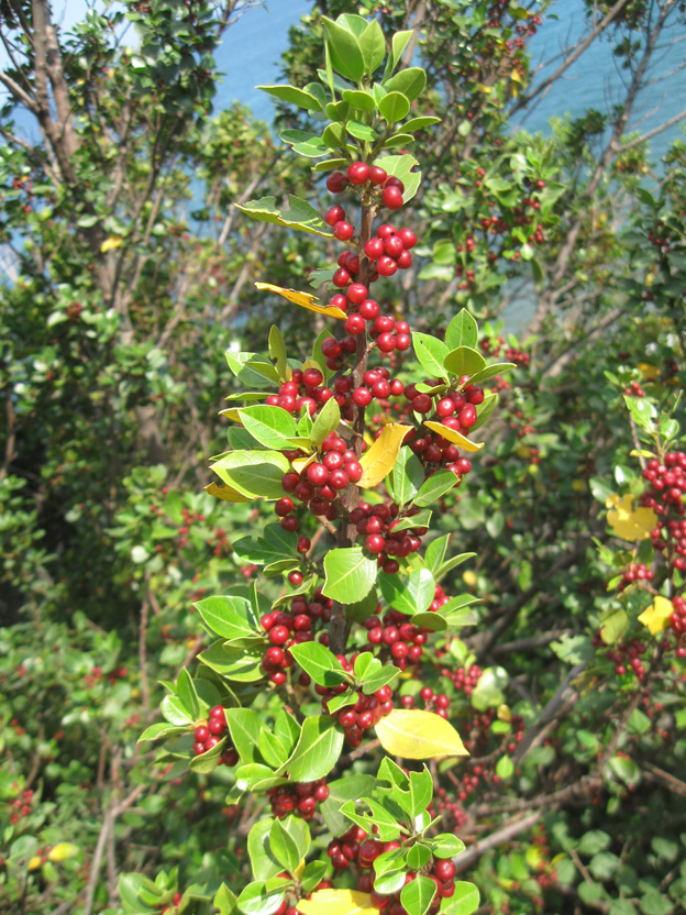 Image of Rhamnus alaternus specimen.