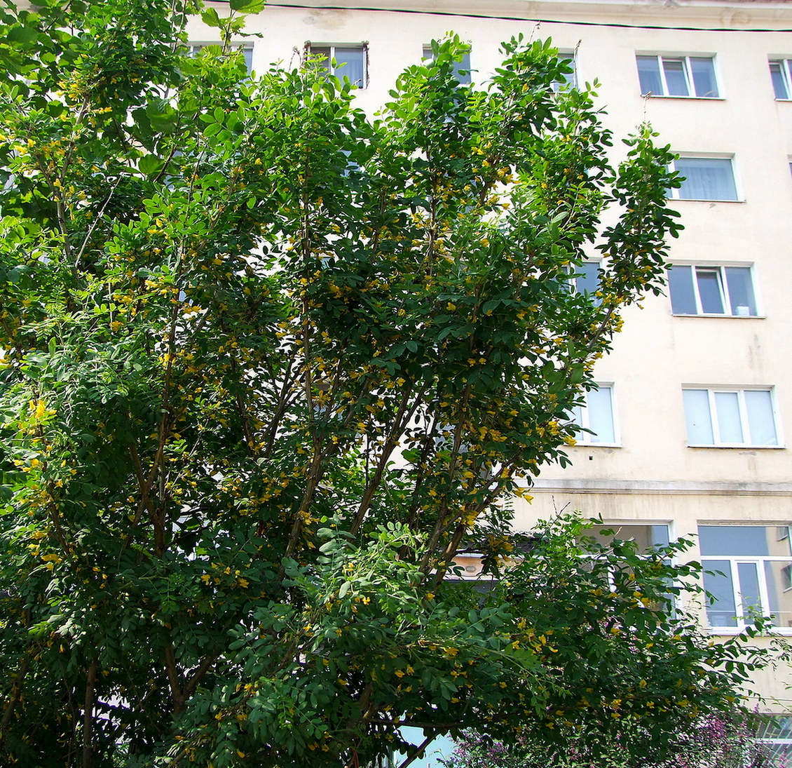 Image of Caragana arborescens specimen.