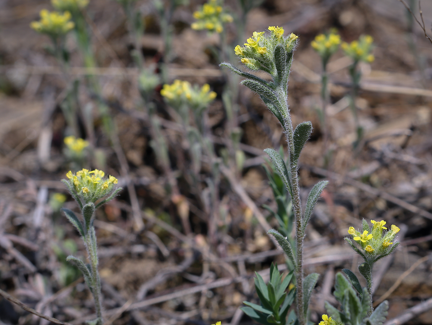 Изображение особи Alyssum hirsutum.