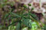 Ranunculus cassubicus