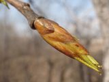 Populus suaveolens. Верхушечная почка. Хабаровский край, окр. г. Комсомольск-на-Амуре, обочина грунтовой дороги. 30.04.2024.