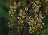 Ribes rubrum. Соцветия. Московская обл., Раменский р-н, окр. дер. Хрипань, садовый участок. 06.05.2024.