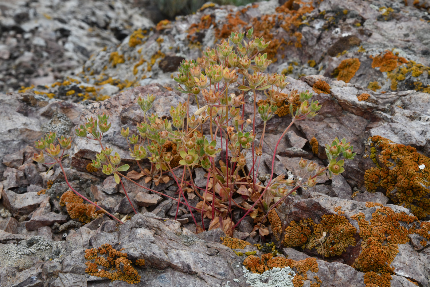 Image of Androsace maxima specimen.