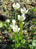 Parnassia palustris