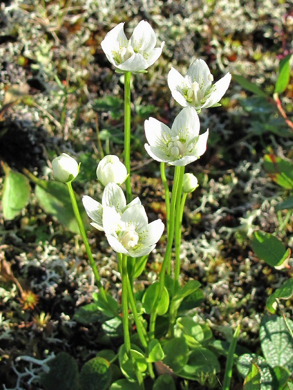 Image of Parnassia palustris specimen.