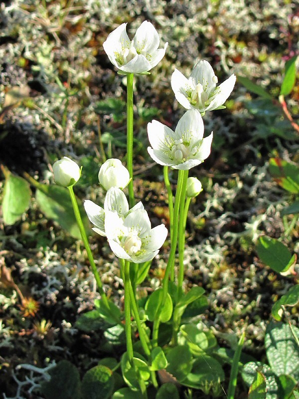 Изображение особи Parnassia palustris.