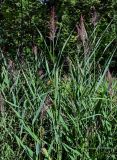 Phragmites australis