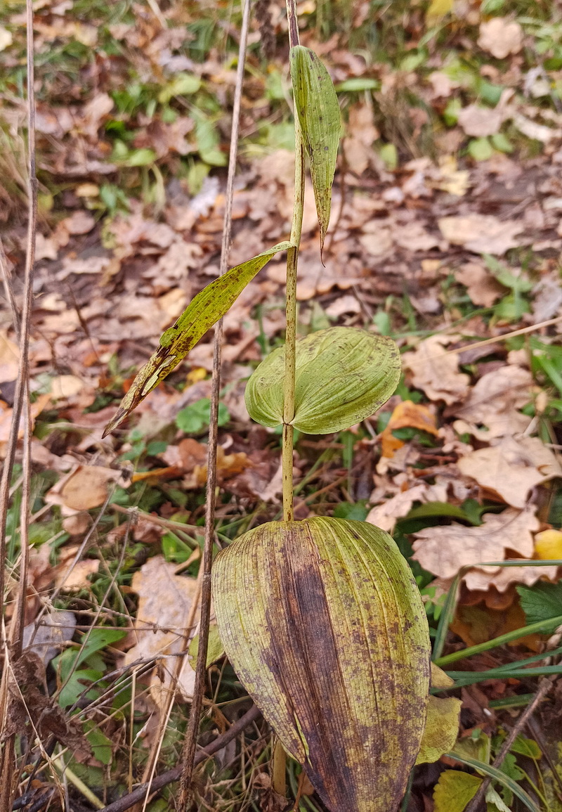 Image of Epipactis helleborine specimen.