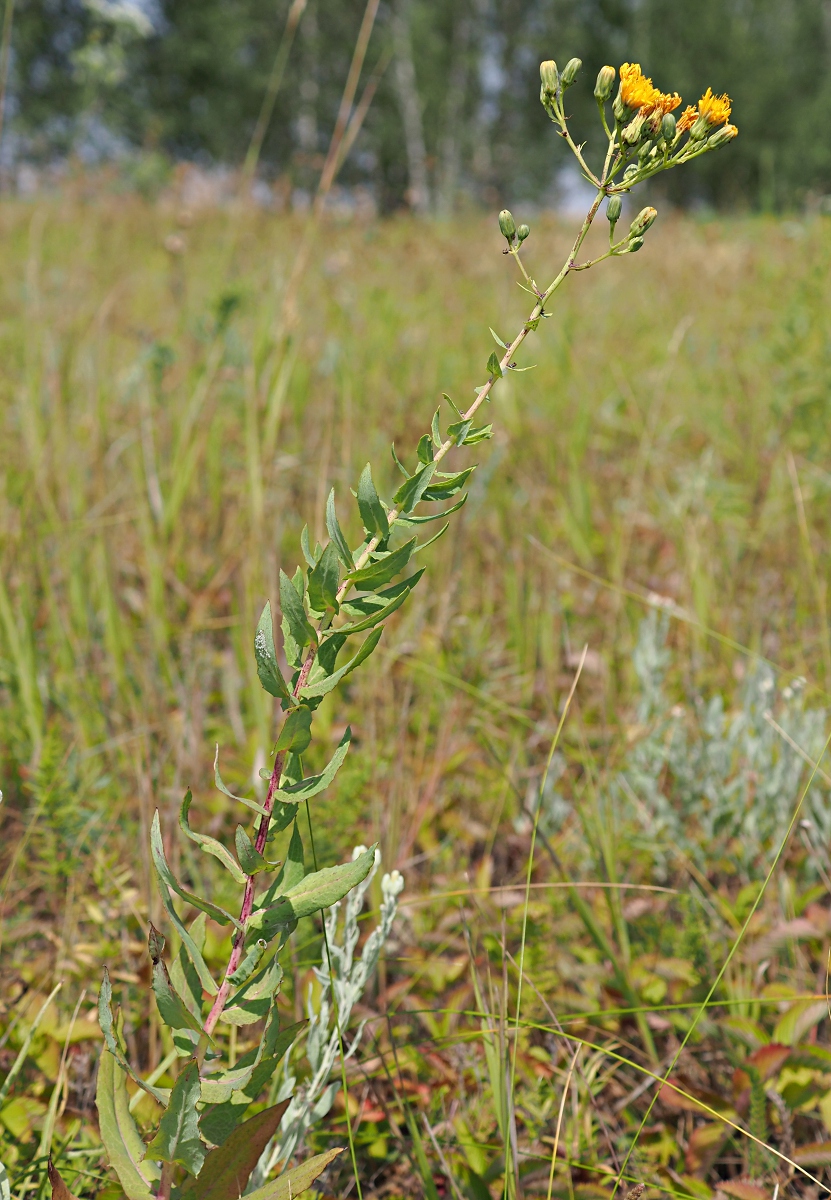 Image of Hieracium robustum specimen.