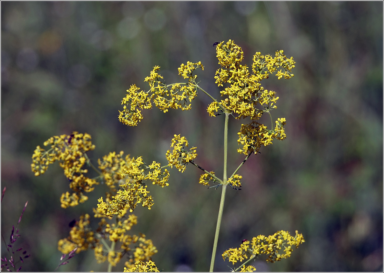 Image of Galium verum specimen.