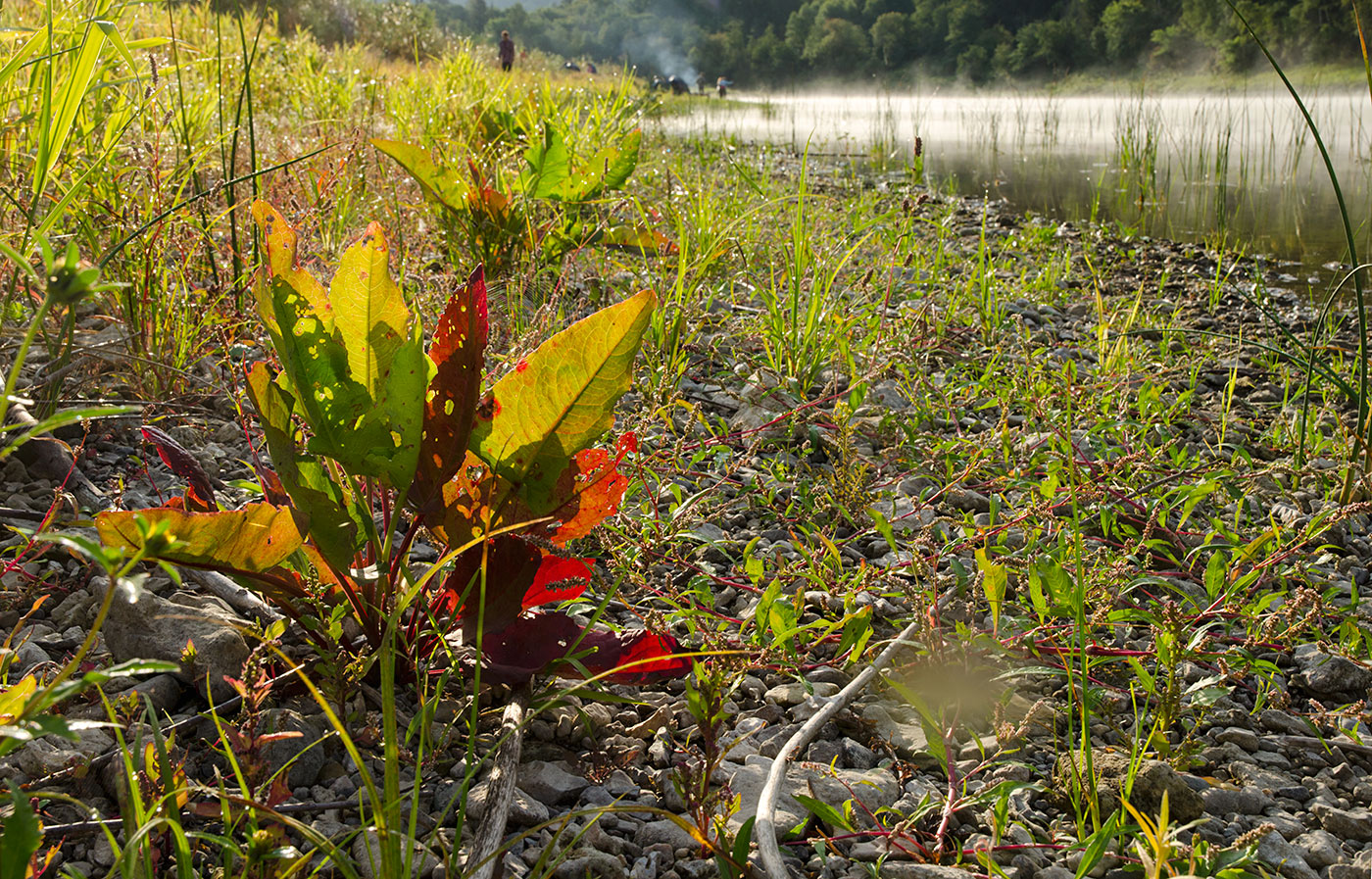 Image of Rumex aquaticus specimen.
