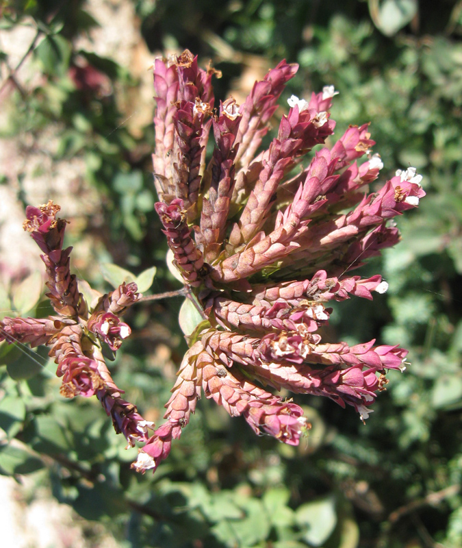 Image of Origanum vulgare specimen.