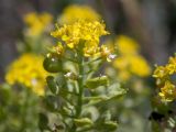 Odontarrhena tortuosa. Верхушка генеративного побега с цветками и завязавшимися плодами. Крым, Южный Берег, окр. с. Лучистое, гора Южная Демерджи, луг на склоне. 03.06.2024.