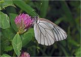 Trifolium pratense