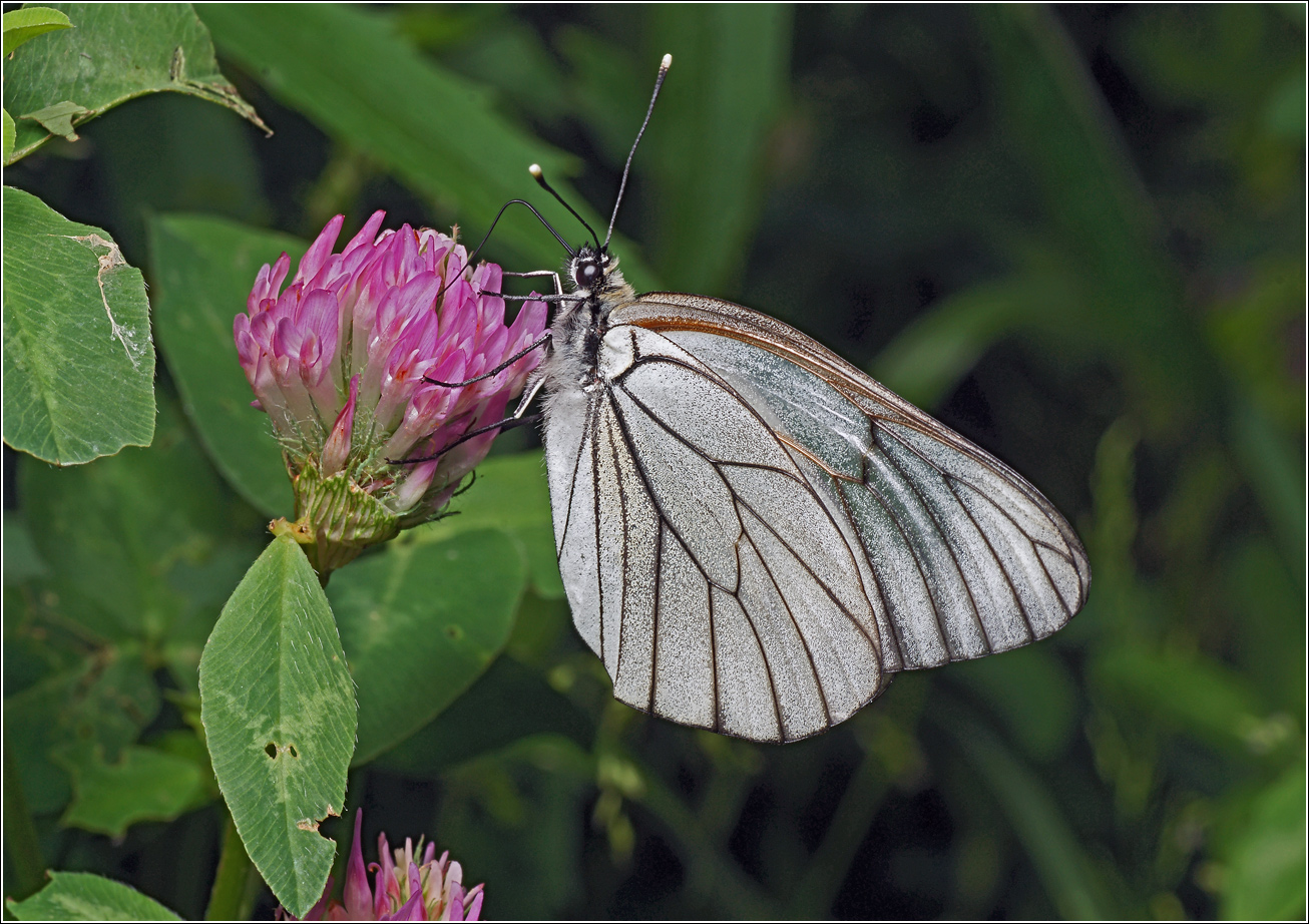Изображение особи Trifolium pratense.