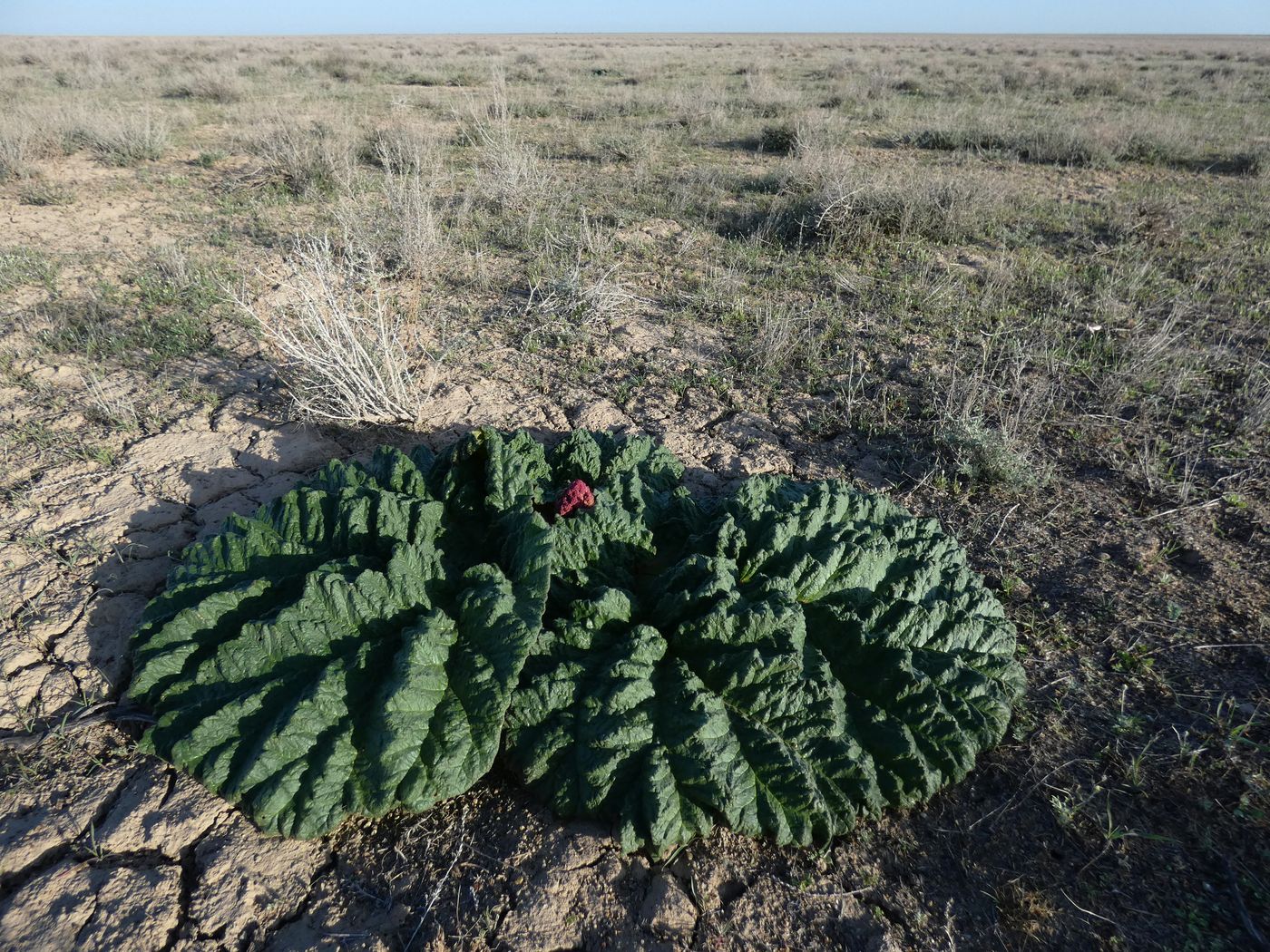 Изображение особи Rheum tataricum.