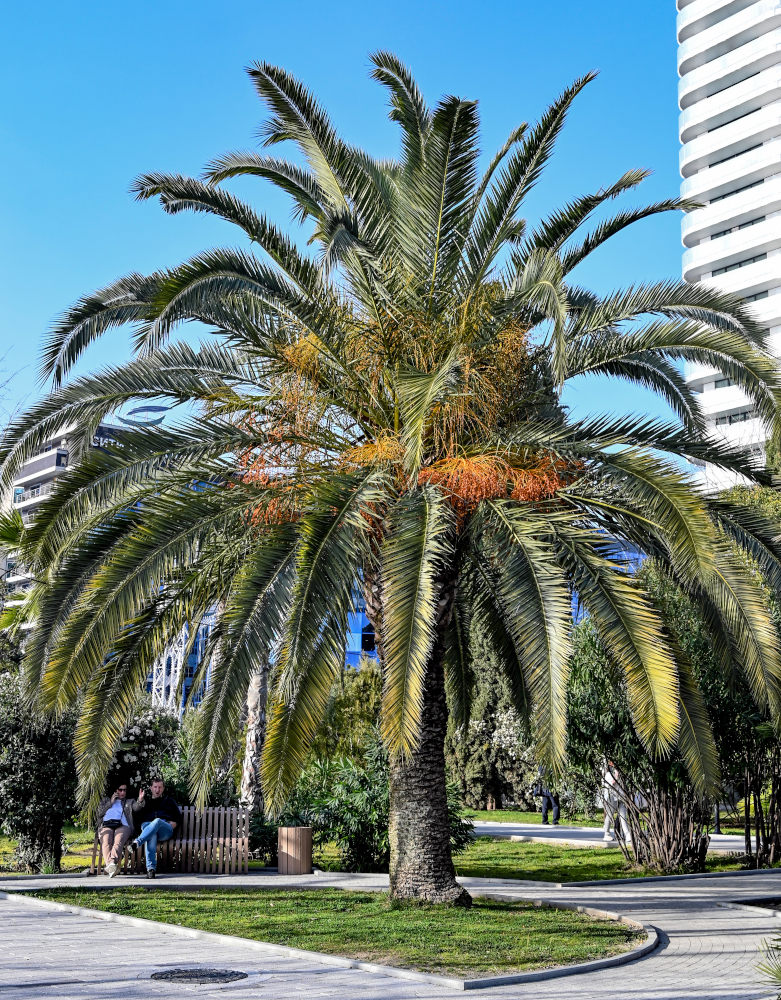 Image of Phoenix canariensis specimen.