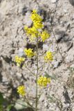 Sisymbrium volgense