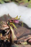 Helleborus purpurascens
