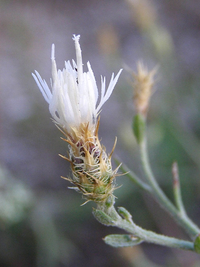 Изображение особи Centaurea diffusa.