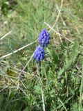 genus Muscari. Соцветия. Турция, ил Ардахан, левый борт долины р. Рабат между с. Йылдырым-Тепе и крепостью Шайтан Калеси, выс. 1980 м н.у.м., подножие скалы. 18 мая 2025 г.