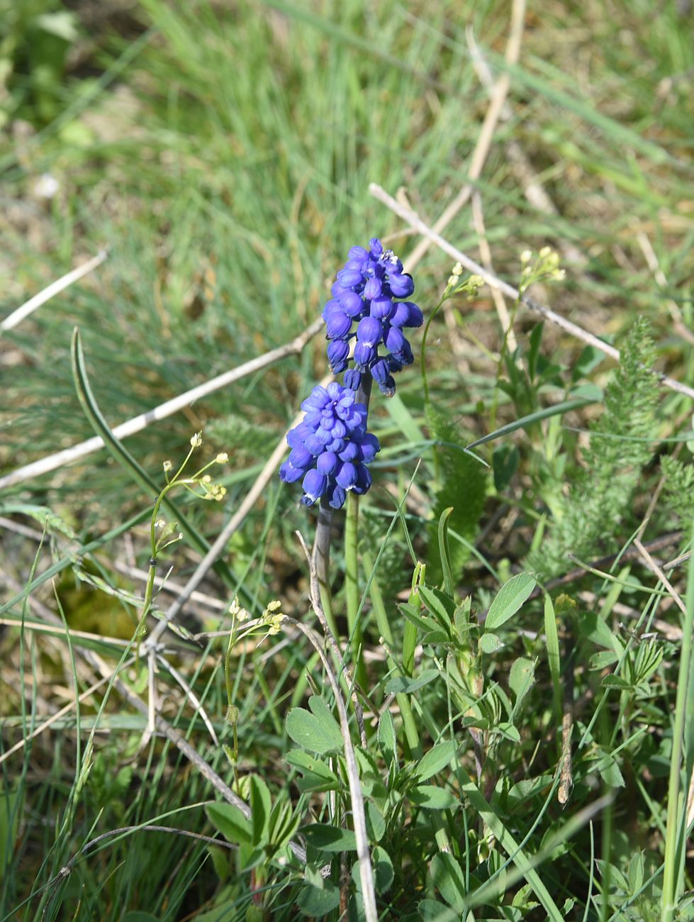 Image of genus Muscari specimen.