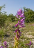 Polygala major
