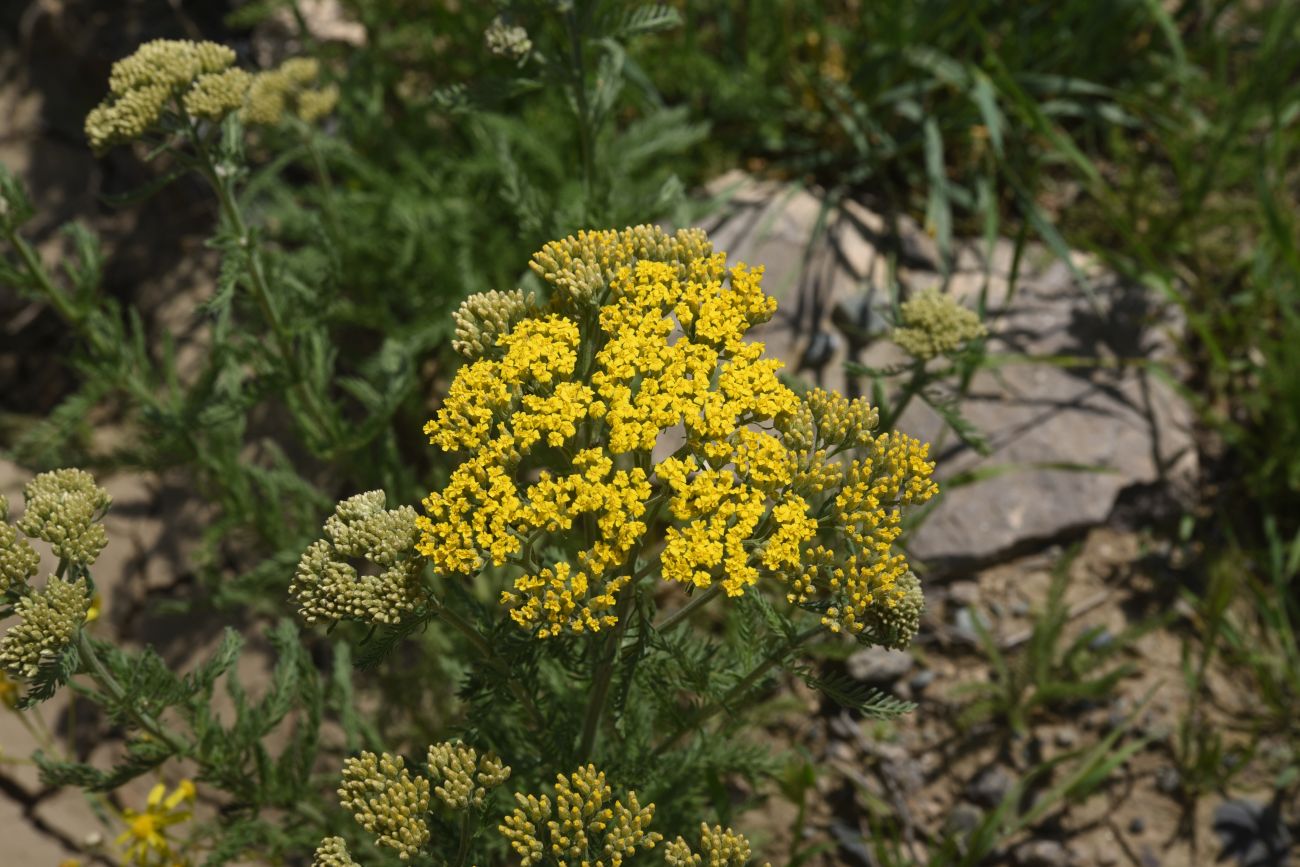 Image of genus Achillea specimen.