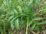 Valeriana coreana. Прикорневые листья (внизу слева листья Sanguisorba parviflora). Хабаровский край, окр. г. Комсомольск-на-Амуре, Силинский лесопарк, зарастающая просека. 05.07.2025.