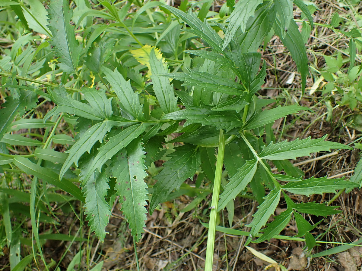 Изображение особи Valeriana coreana.