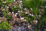 Trientalis europaea