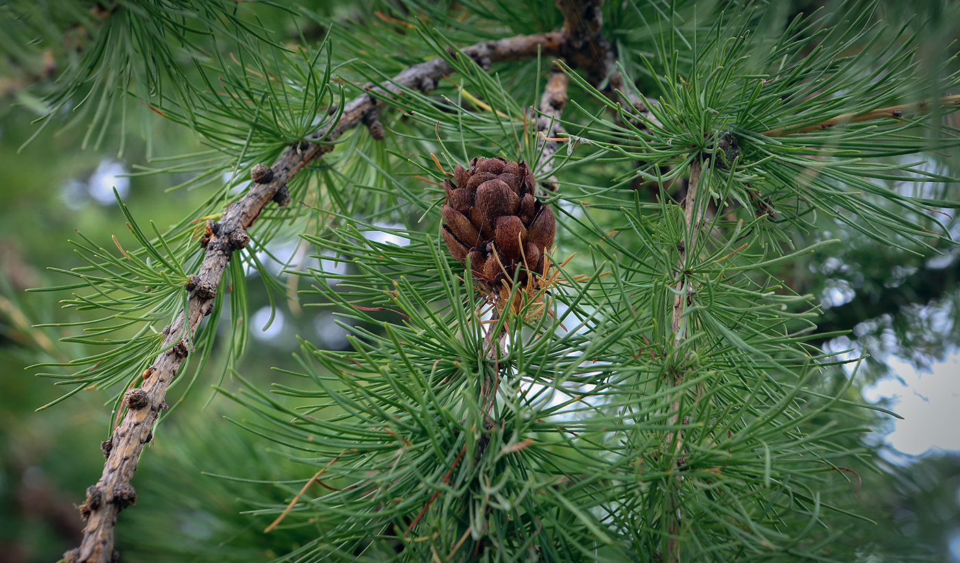 Изображение особи Larix decidua.