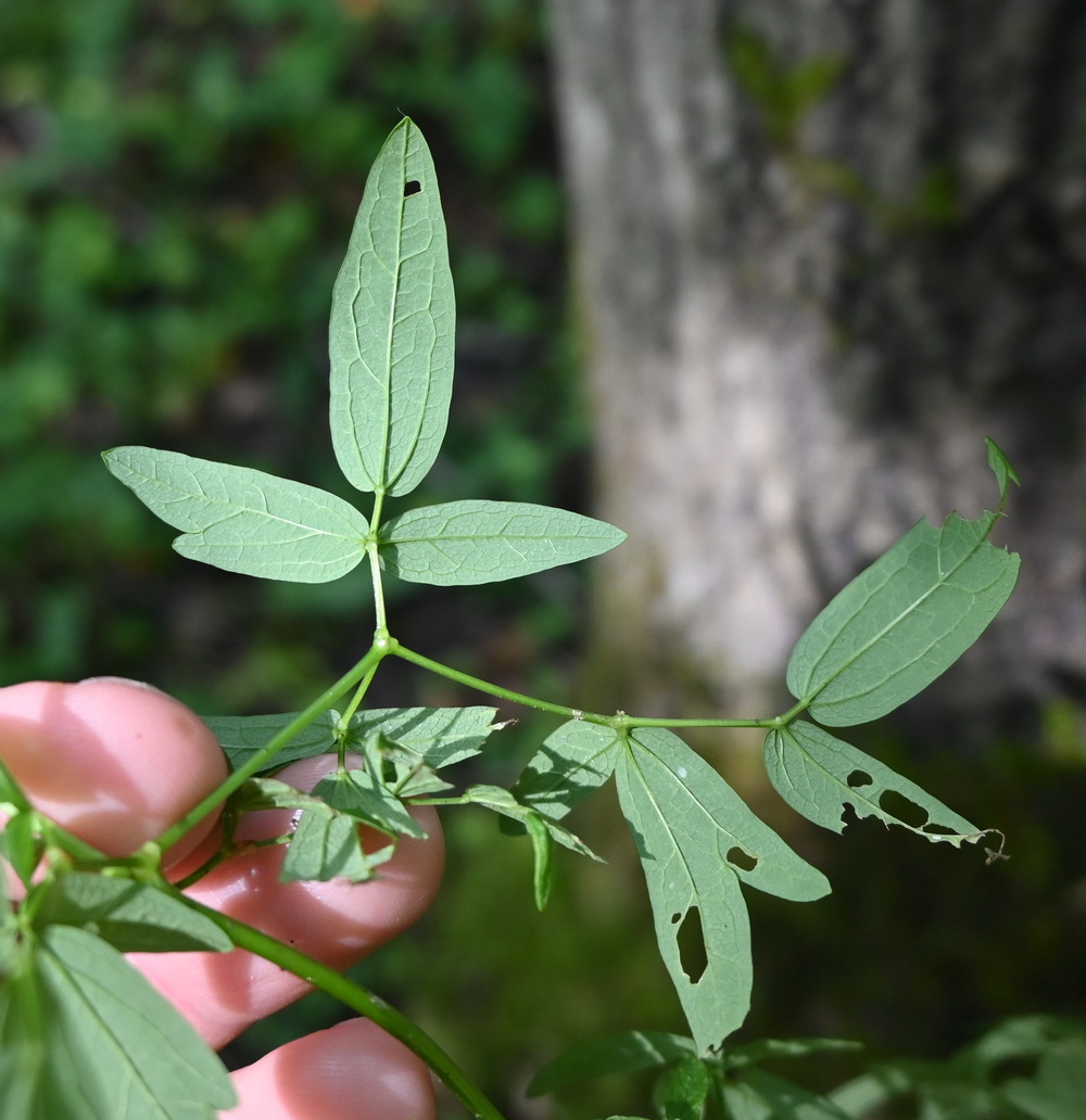 Изображение особи род Thalictrum.