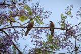 Смотреть изображение Jacaranda mimosifolia