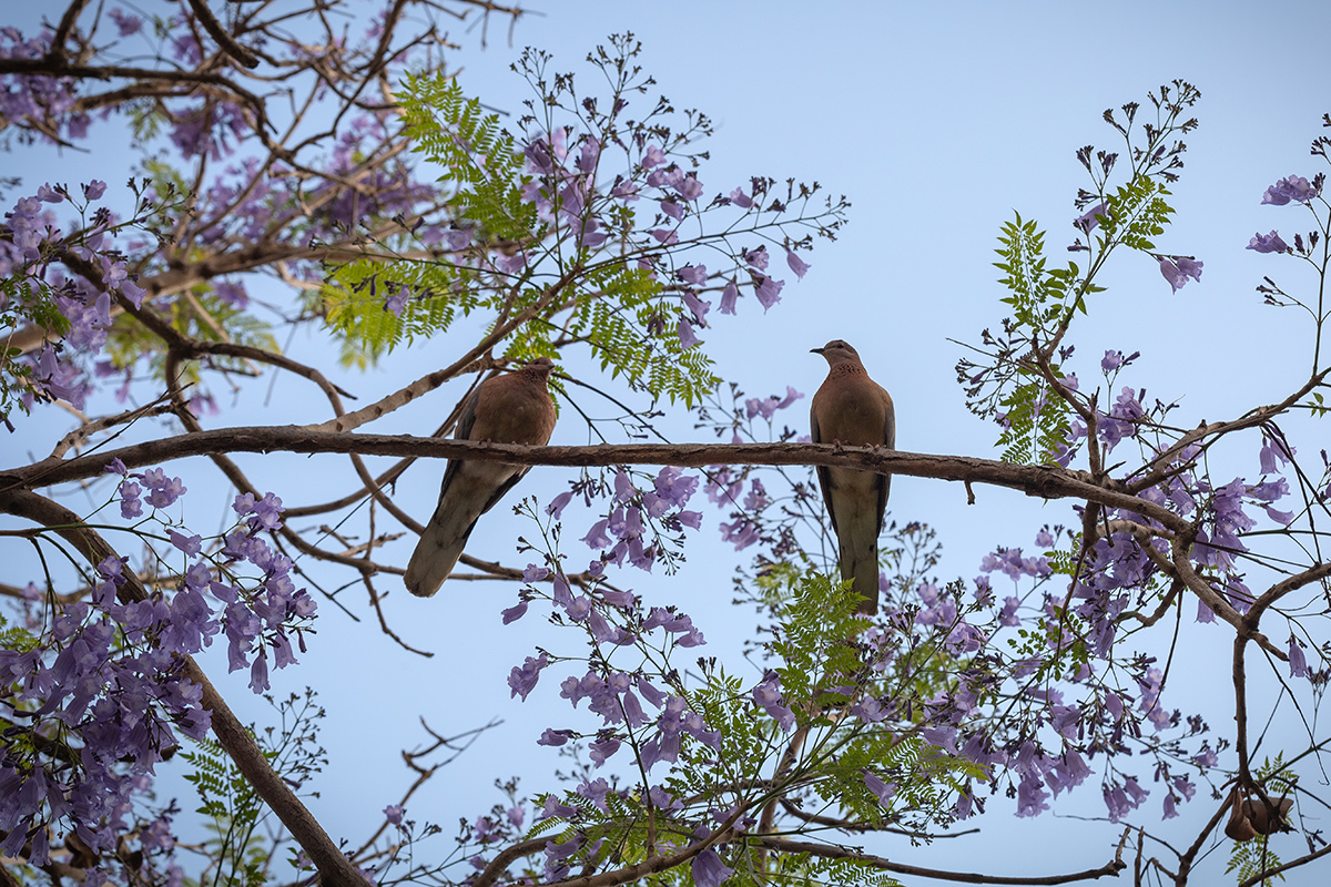 Изображение особи Jacaranda mimosifolia.