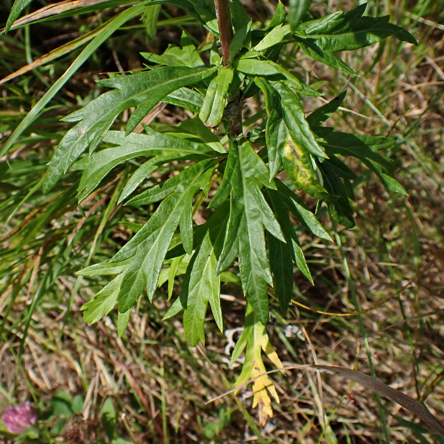 Image of Artemisia integrifolia specimen.