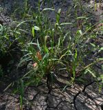 Echinochloa crus-galli