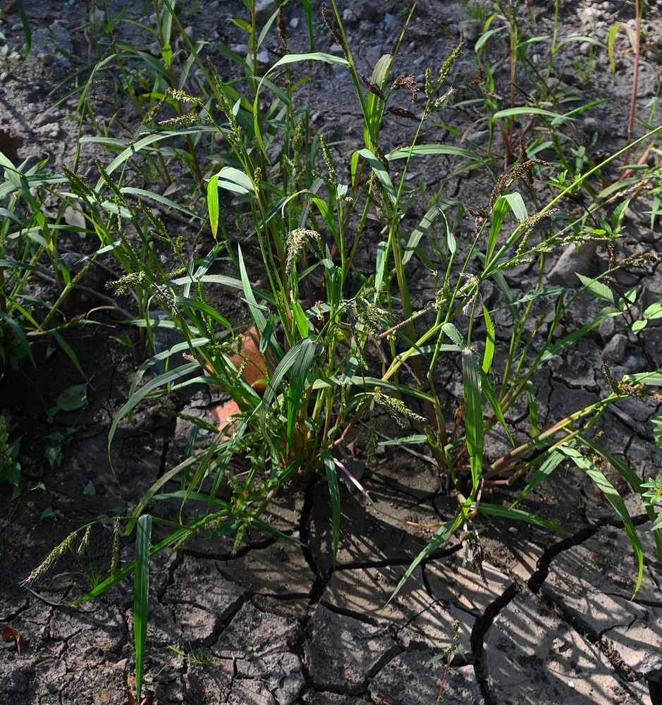 Изображение особи Echinochloa crus-galli.